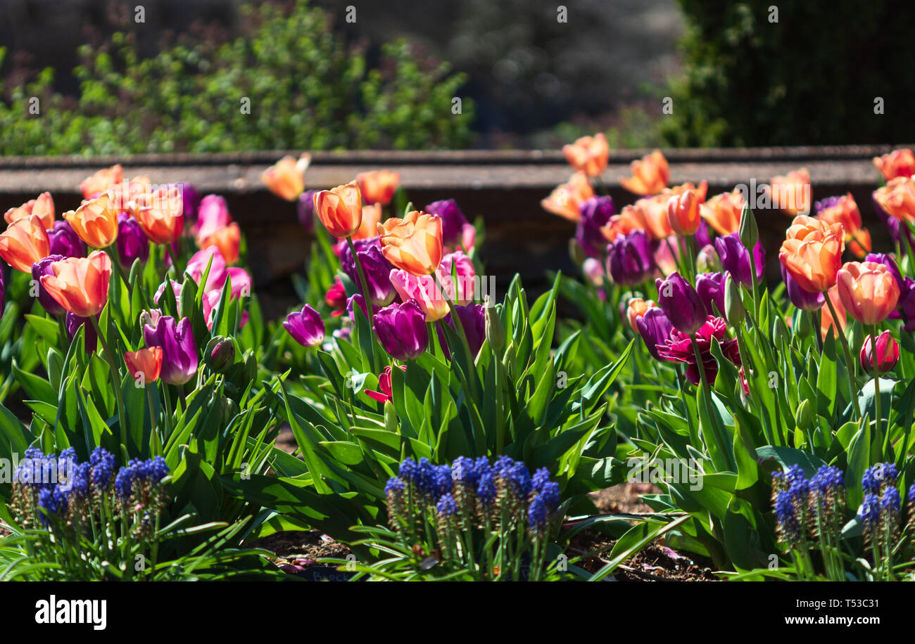 I tulipani sembrano glow in presenza di luce diretta del sole Foto Stock
