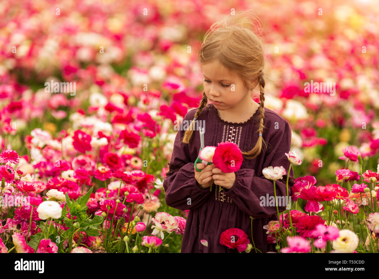 Ragazza israeliana picking la fioritura fiori del giardino renoncules nel magnifico giardino Foto Stock
