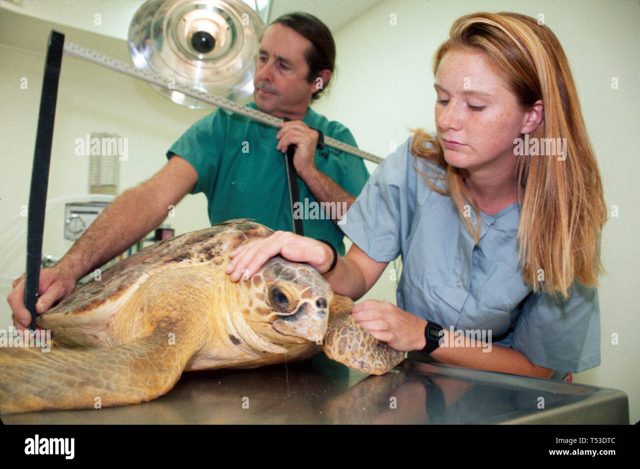 Florida Keys Marathon il Turtle Hospital minacciato vita marina, specie di salvataggio rilascio tartarughe marine personale sala operativa veterinario, moreu Foto Stock