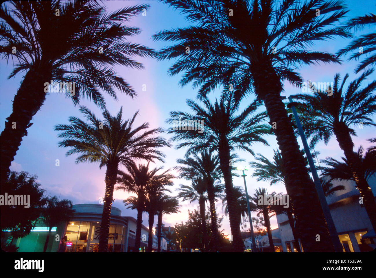 Miami Beach Florida, Lincoln Road Mall palme, alberi, tropicale, tropici, al tramonto, sera, crepuscolo, tramonto, natura, naturale, paesaggio, campagna, upscal Foto Stock