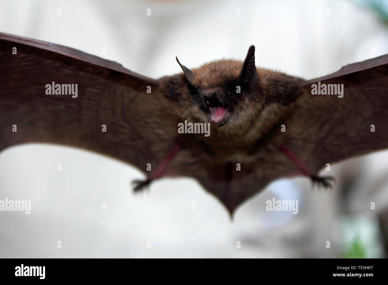 Un Myotis poco brown bat in volo Foto Stock