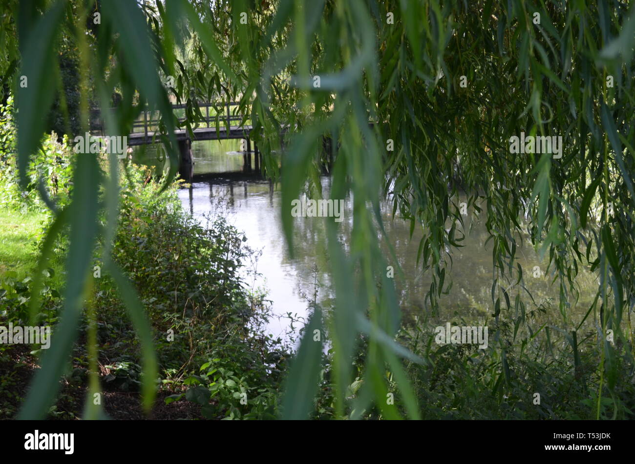 Immagini di alta qualità di ponte circondati dalla natura. 3696 pixel da 2448 pixel. Foto Stock