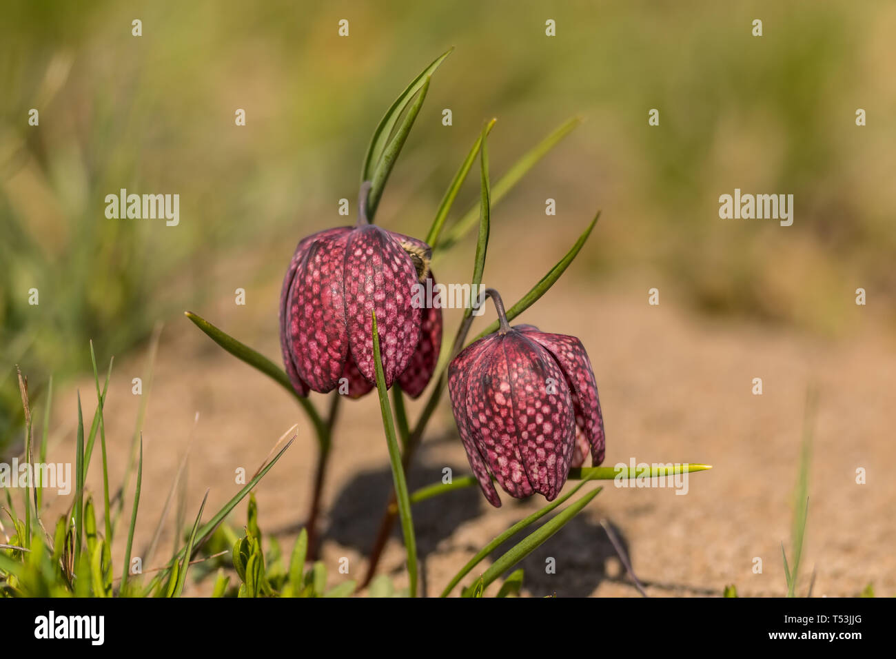 Questo è stato catturato in Romania, una terra piena di questi fiori. Foto Stock