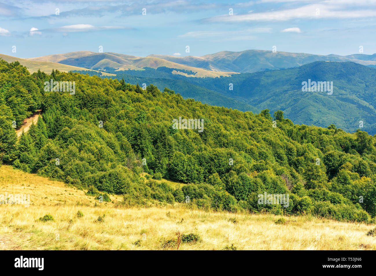 Foreste primordiali dei faggi dei Carpazi. bella tarda estate del paesaggio nel pomeriggio. svydovets ridge in distanza. weathered erba sulla collina Foto Stock