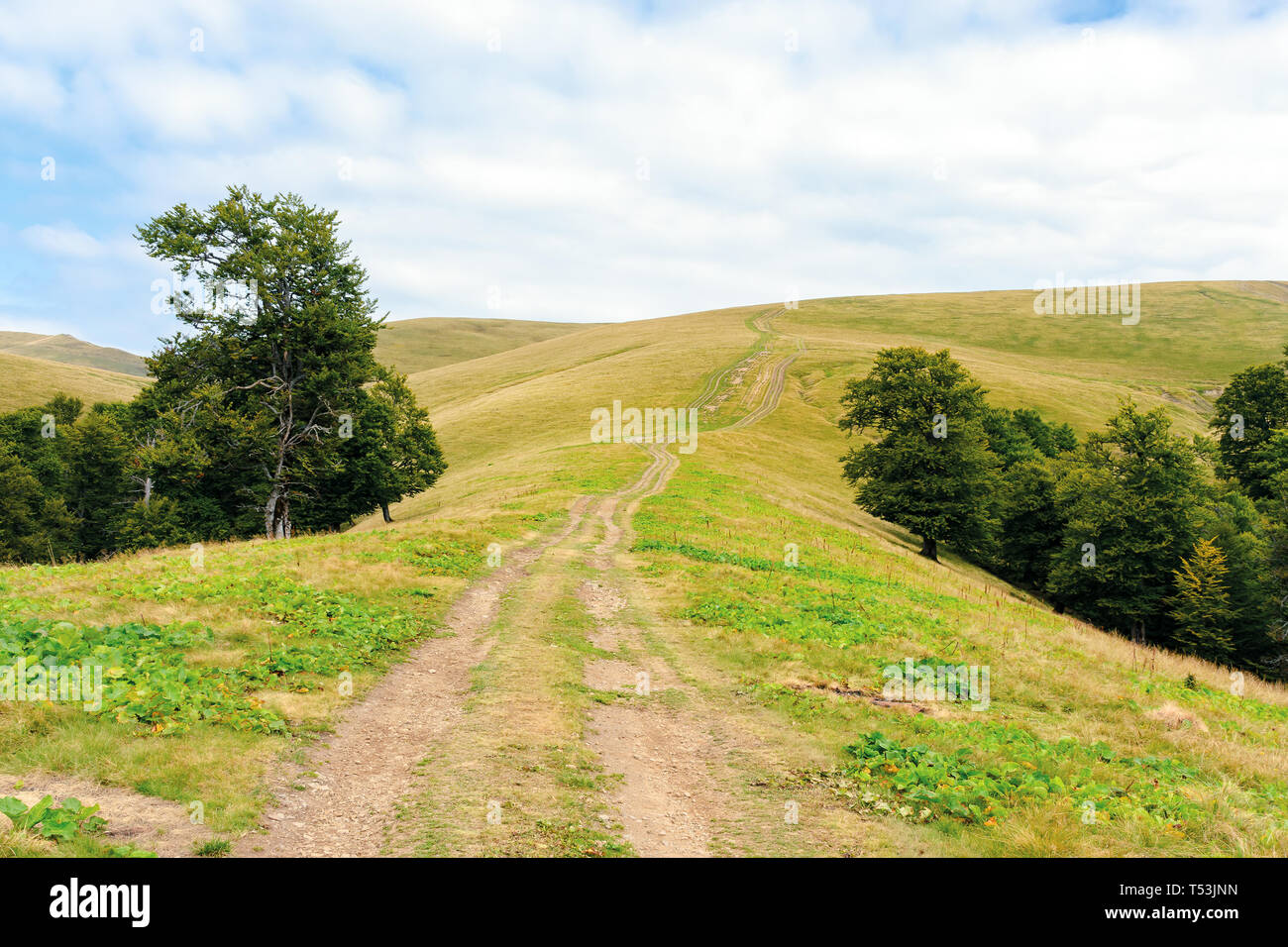 Foreste primordiali dei faggi dei Carpazi. bella tarda estate del paesaggio nel pomeriggio. strada di campagna in salita. weathered erba sui pendii e meado Foto Stock