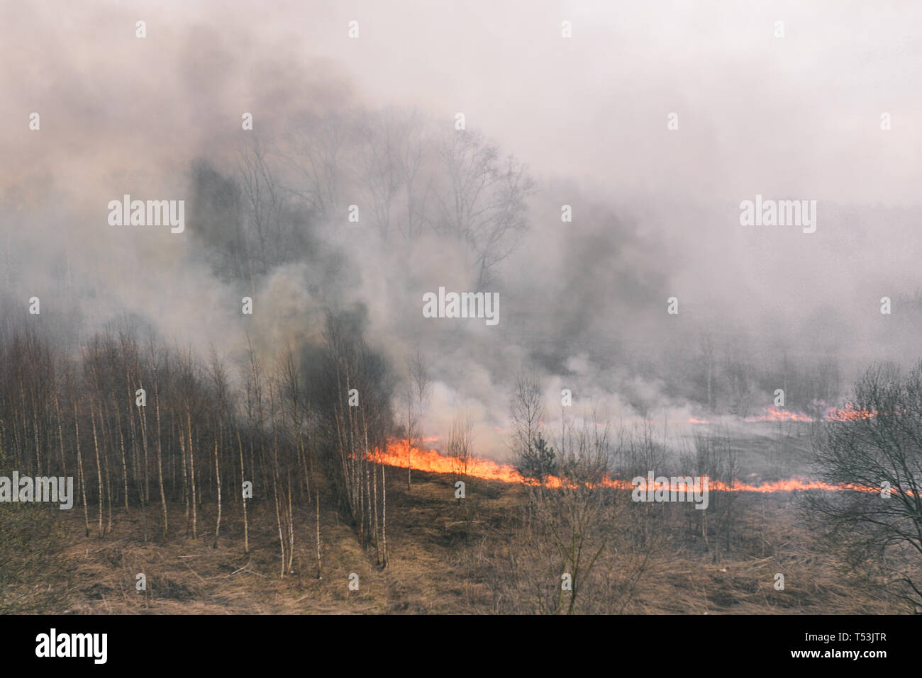 Forte degli incendi di foreste. La masterizzazione di erba e alberi. Erba secca, fumo e fiamme. Fumo denso nella foresta Foto Stock