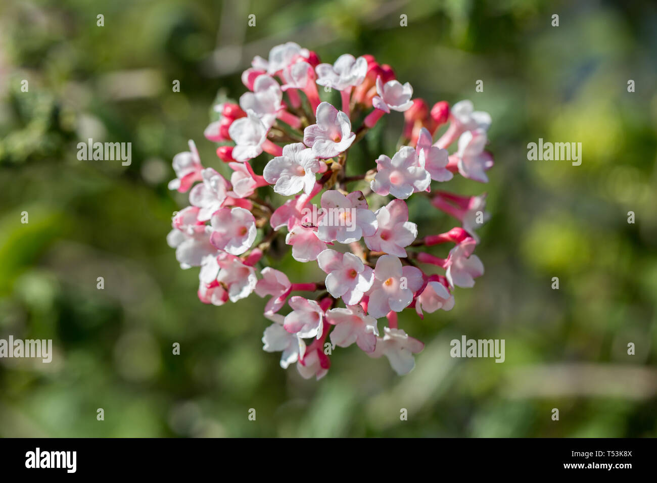 Close up di Viburnum Deben, noto anche come palla di neve in inverno o fragranza snowball. Viburunum Deben fiorisce tra febbraio e aprile. Foto Stock