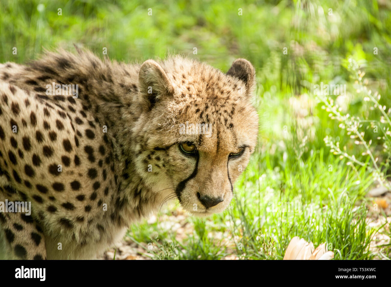 Gli animali negli zoo Foto Stock