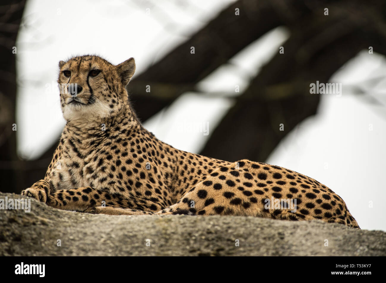 Gli animali negli zoo Foto Stock