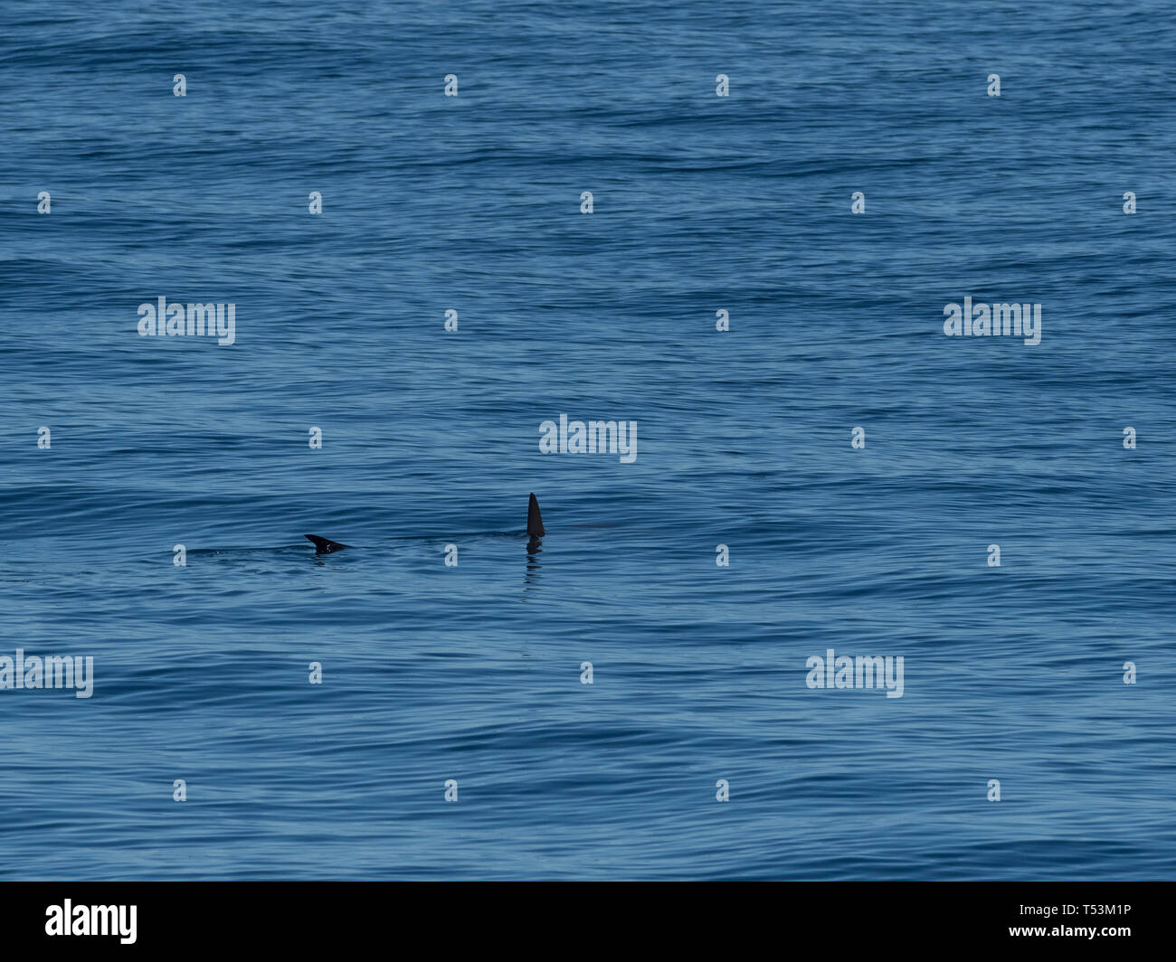 Un squalo martello cruises presso la superficie del mare di Cortez, Baja, Messico che mostra la sua testa distintivo Foto Stock
