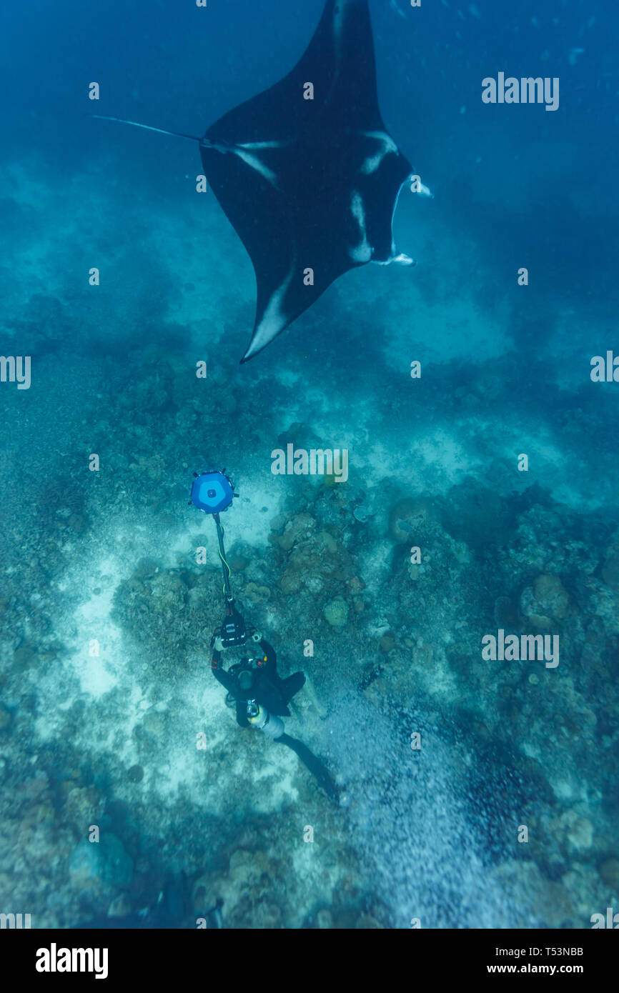 Primo piano della parte superiore di un gigante oceanic manta ray, Manta birostris, nuoto al di sopra della barriera corallina con un camerman riprese con una fotocamera 3D per virtual Foto Stock