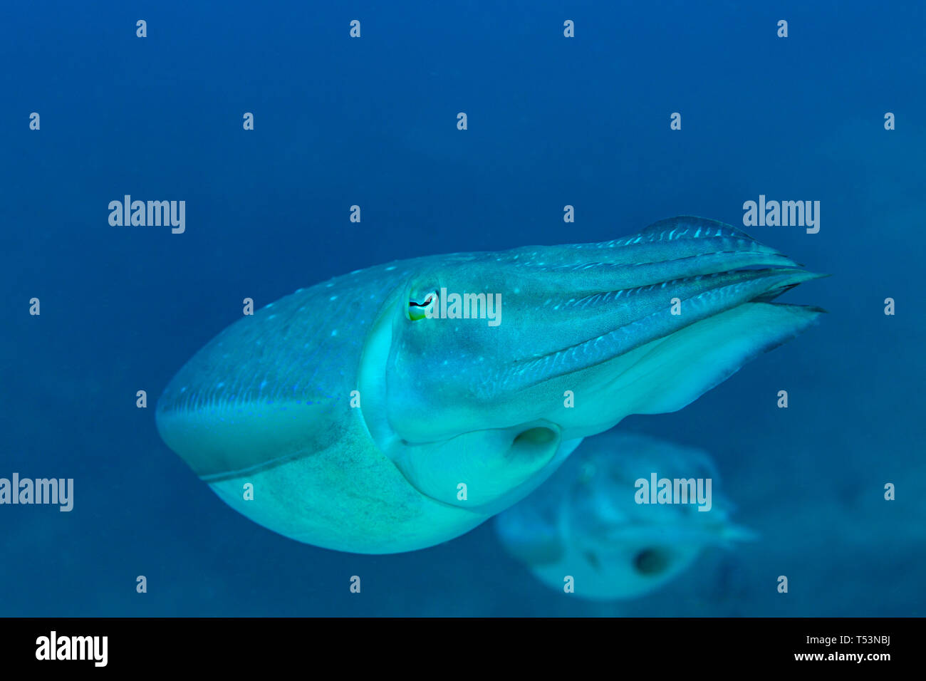 Primo piano del corpo di Broadclub Le Seppie Sepia latimanus, tentacoli chiusa con mate dietro Foto Stock