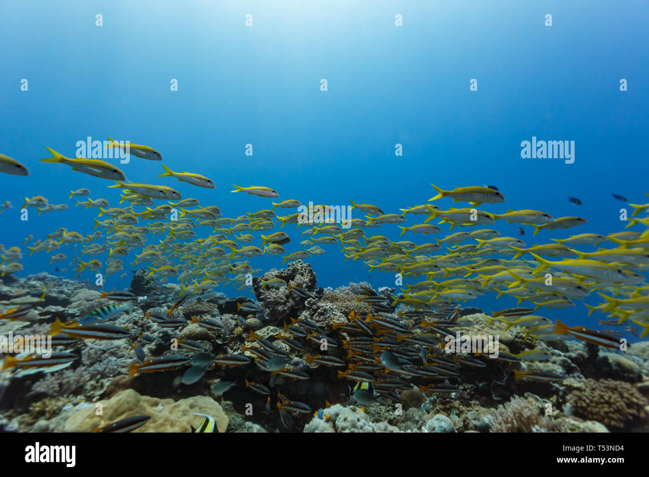 DAMIDEL Confezione Da 50 Ami Da Pesca Con Occhiello 3D, 4 - Foto 5