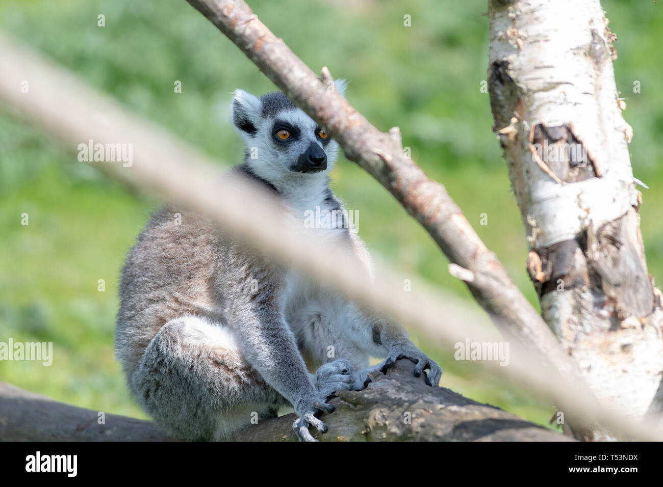 Un anello tailed Lemur rilassa su un ramo di albero in sun Foto Stock