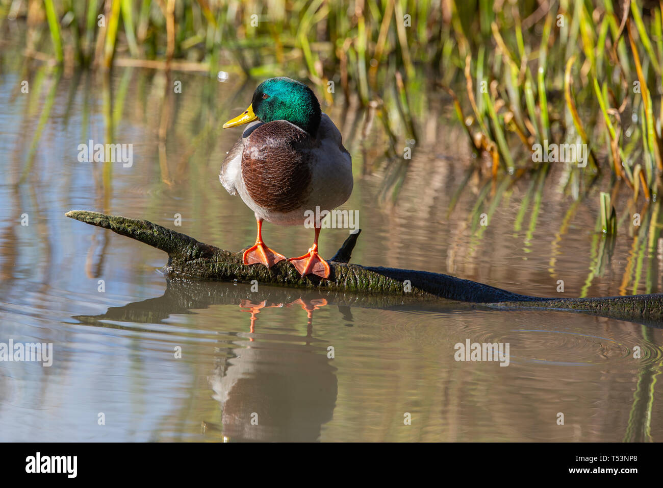 Il Germano Reale maschio [ Anas platyrhynchos ] sul registro con riflessione a Slimbridge Foto Stock