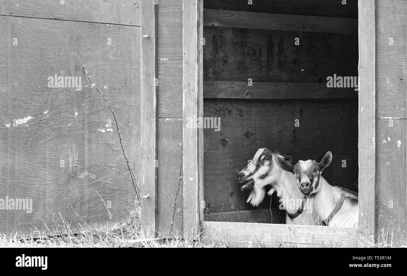 Due capre Toggenburg (Capra aegagrus hircus) sit in un rifugio insieme Foto Stock