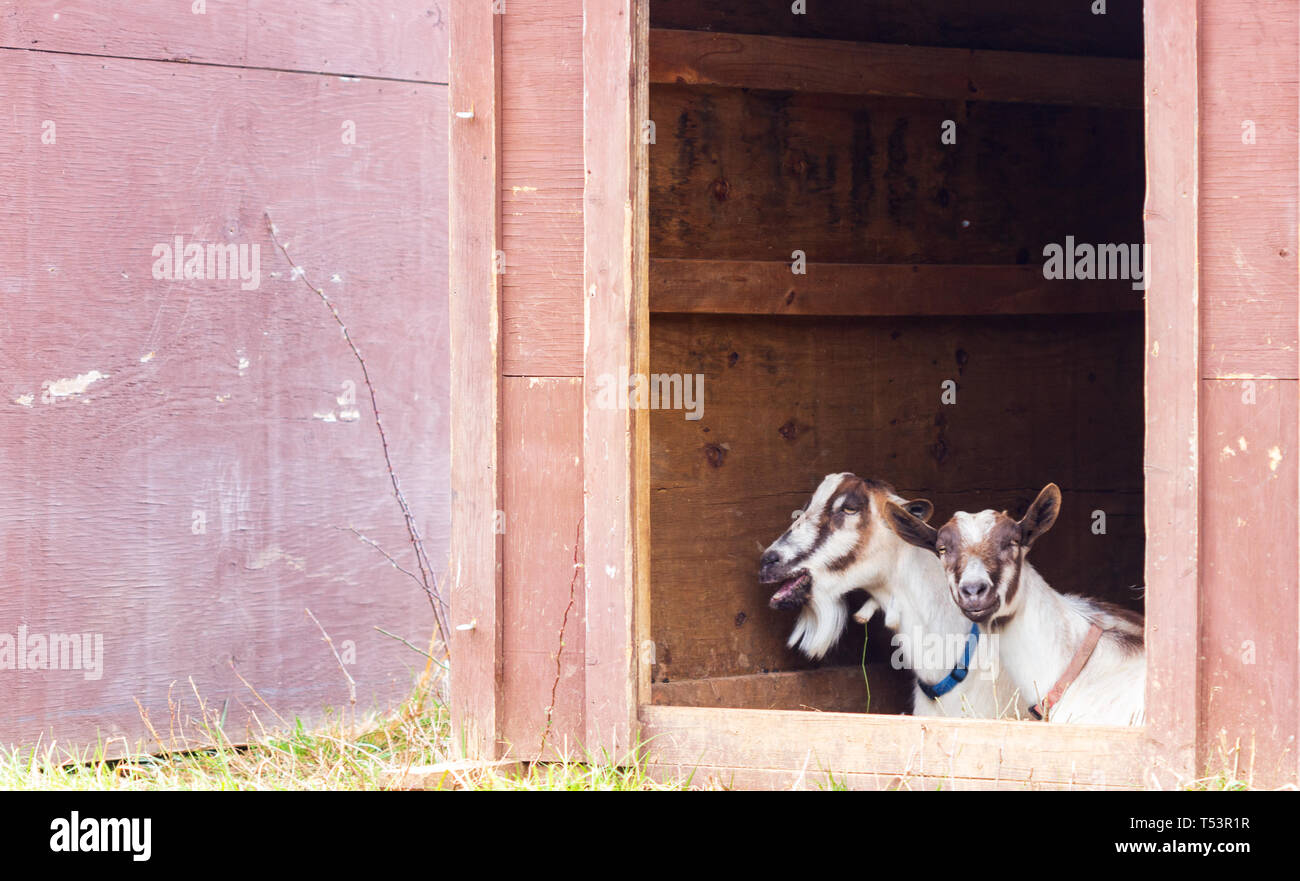 Due capre Toggenburg (Capra aegagrus hircus) sit in un rifugio insieme Foto Stock