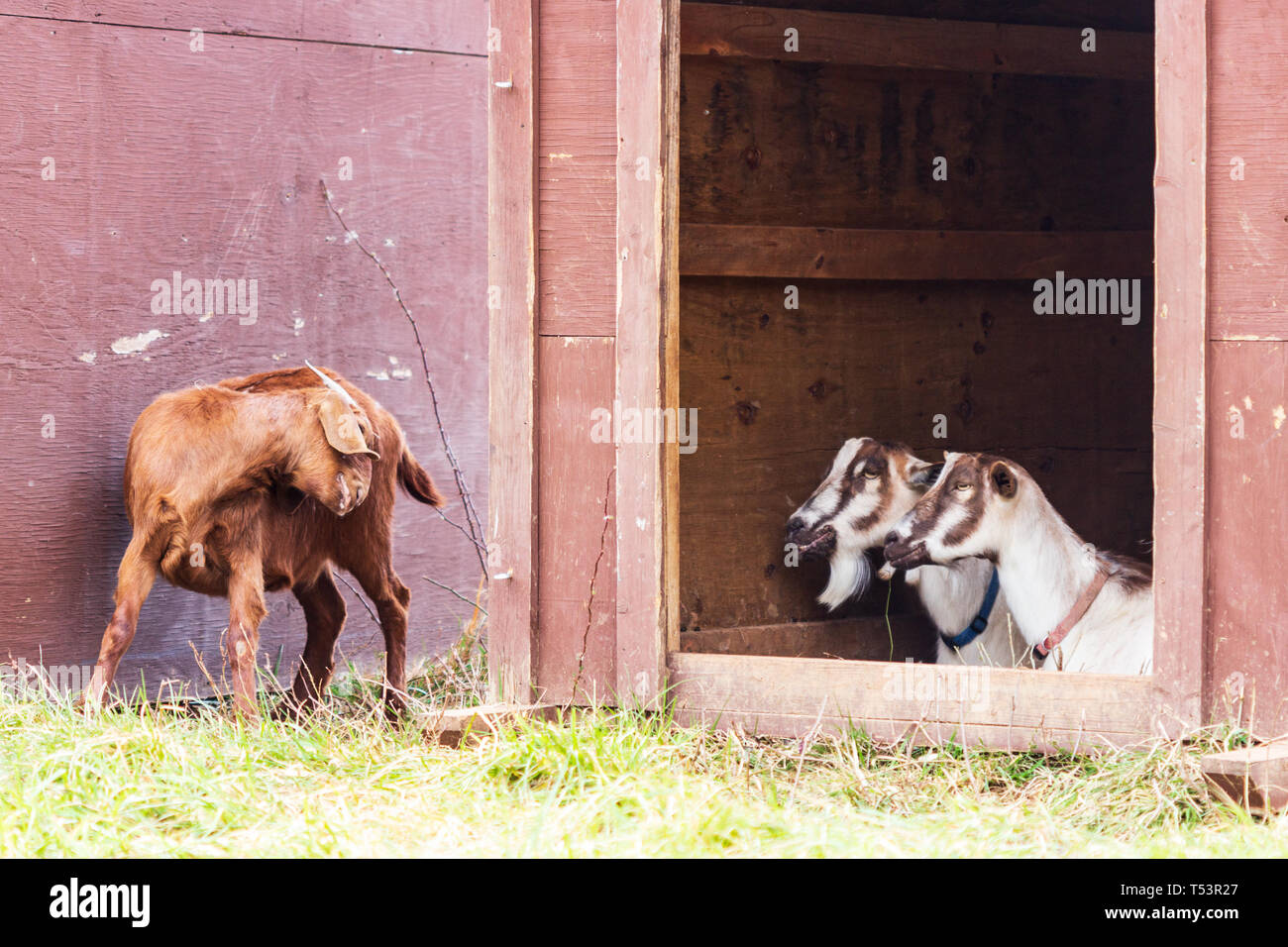 Un Anglo-Nubian graffi di capra stessa mentre a Toggenburg capre (Capra aegagrus hircus) stanno a guardare in modo comico Foto Stock