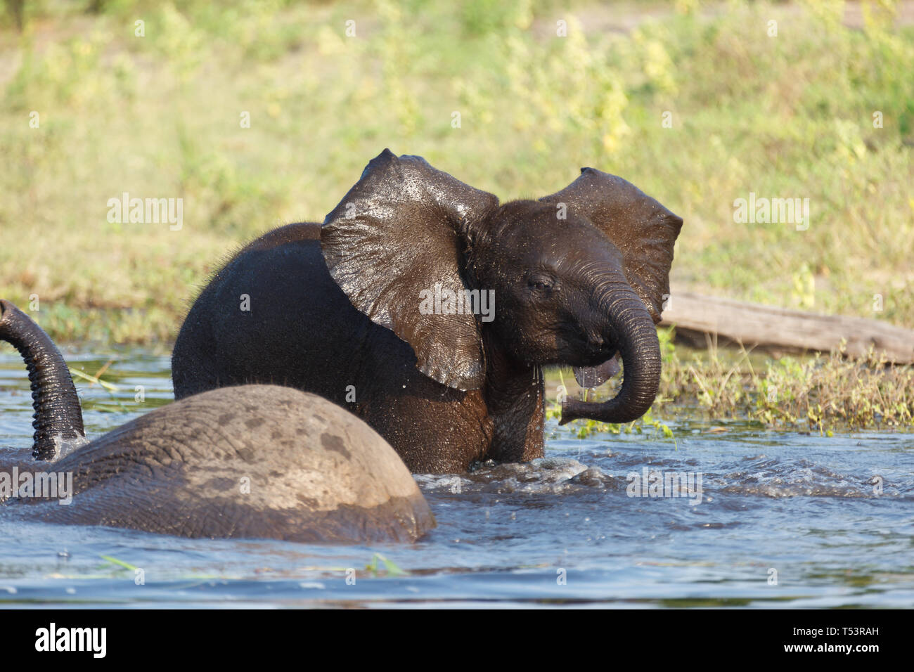 Primo piano di due elefanti,Loxodonta africana, nel fiume di acqua potabile e di balneazione tra cui un bambino Foto Stock