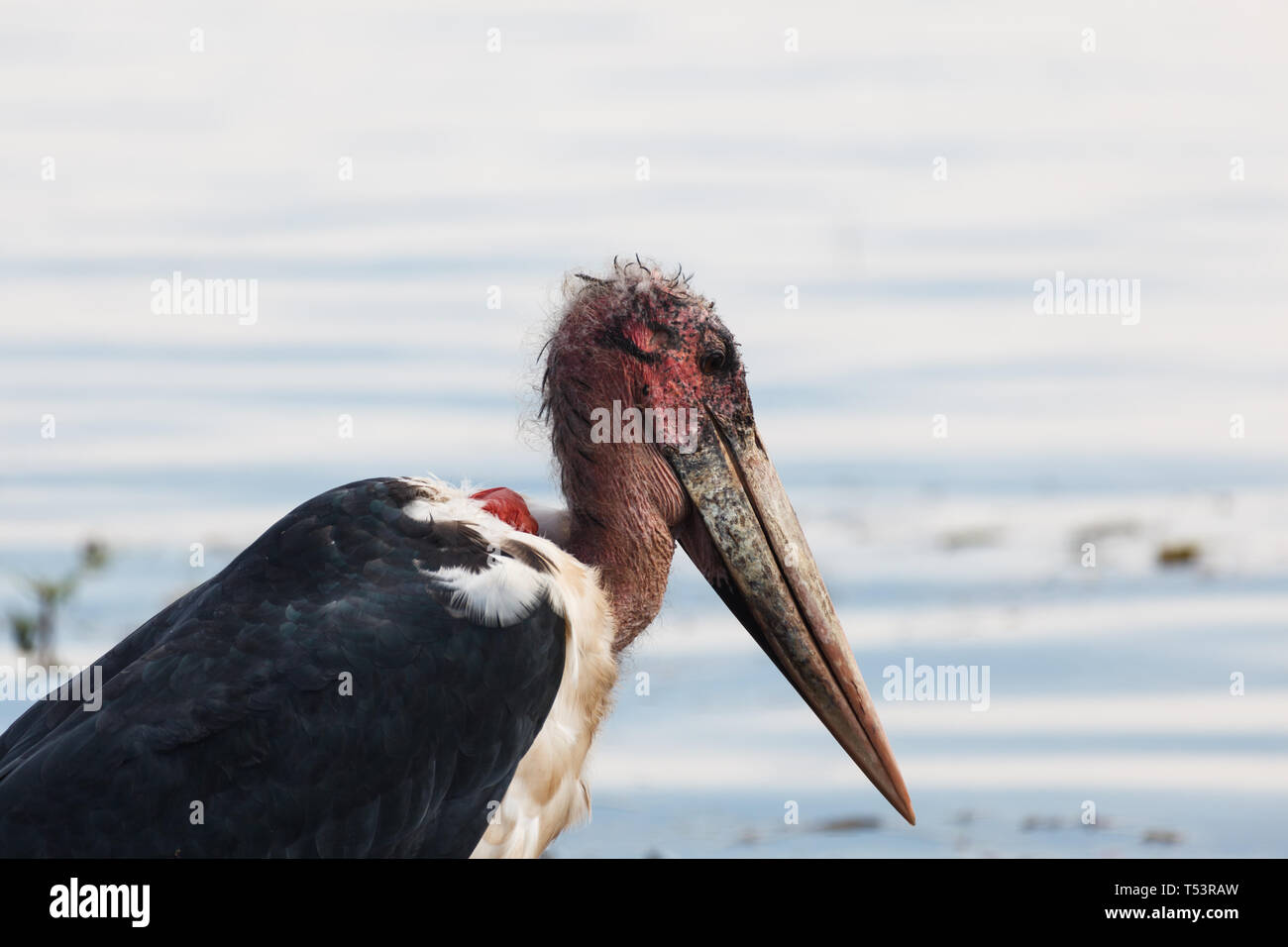 Primo piano del brutto red head del Grus carunculata, wattled crane, Foto Stock