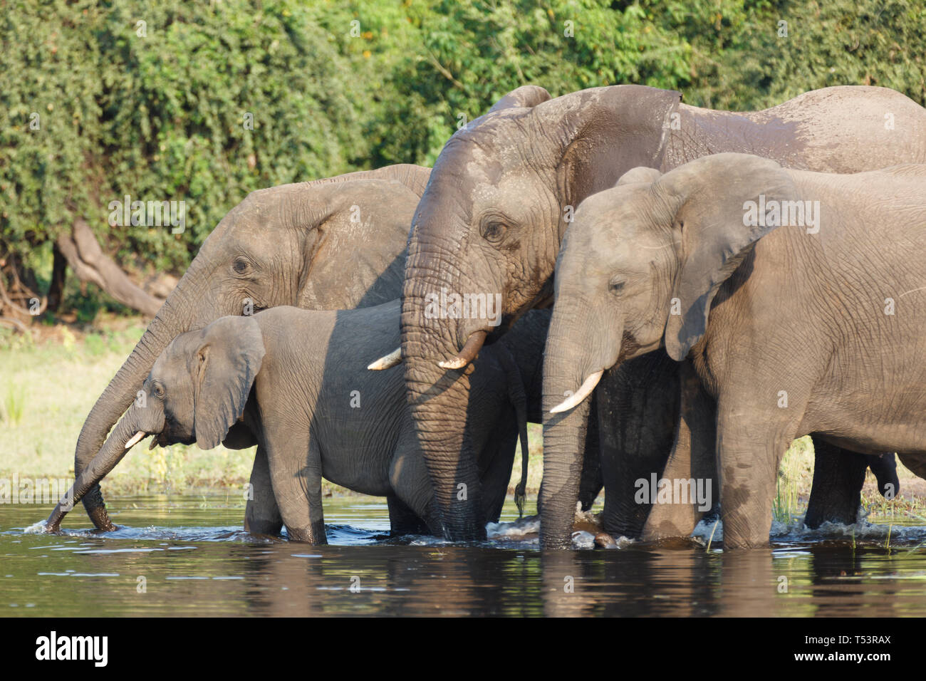 Primo piano di 4 elefanti,Loxodonta africana, compresi la madre e il bambino, nel fiume di acqua potabile e di balneazione Foto Stock