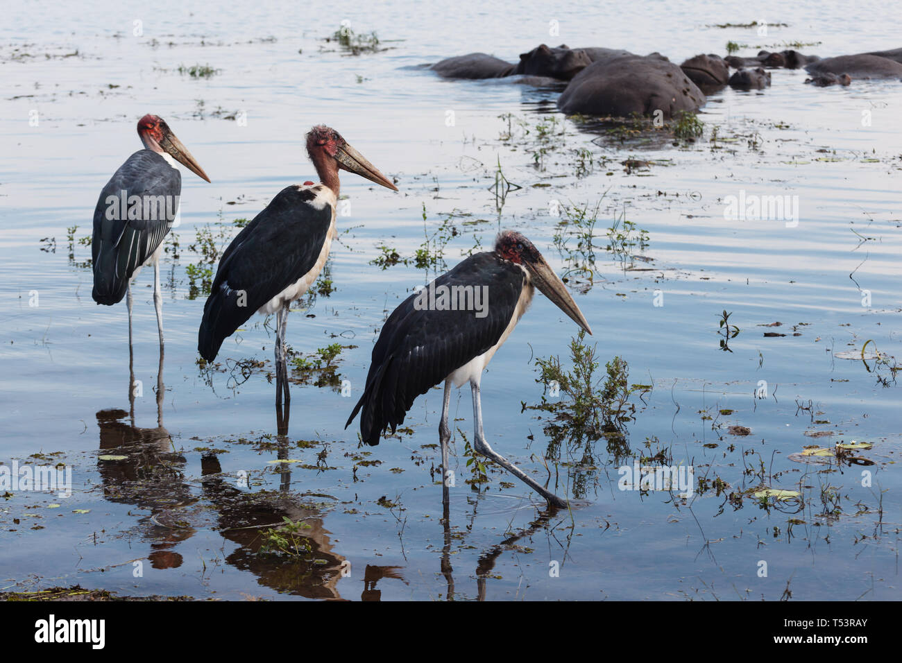 Primo piano di tre Grus carunculata, rosso intitolata wattled crane in piedi in una fila in acqua in piedi vicino a un gruppo di ippopotami sommersa,ippopotamo amp Foto Stock