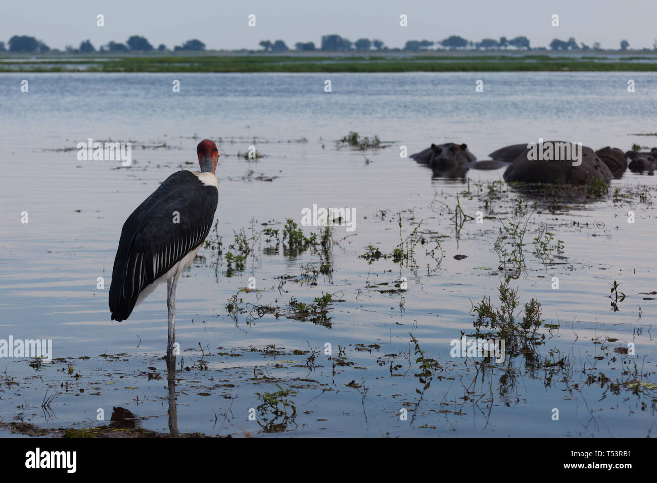 Primo piano della Grus carunculata, rosso intitolata wattled crane la pesca in acqua in piedi vicino a un gruppo di ippopotami sommersa,Hippopotamus amphibius, nel wa Foto Stock