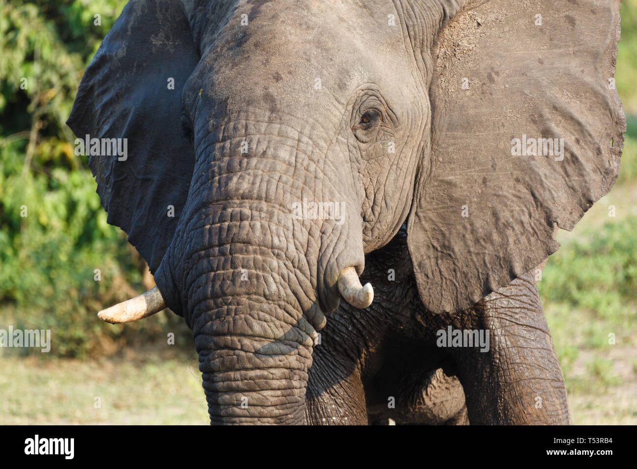 Primo piano di un giovane elefante della testa e del viso,Loxodonta africana Foto Stock