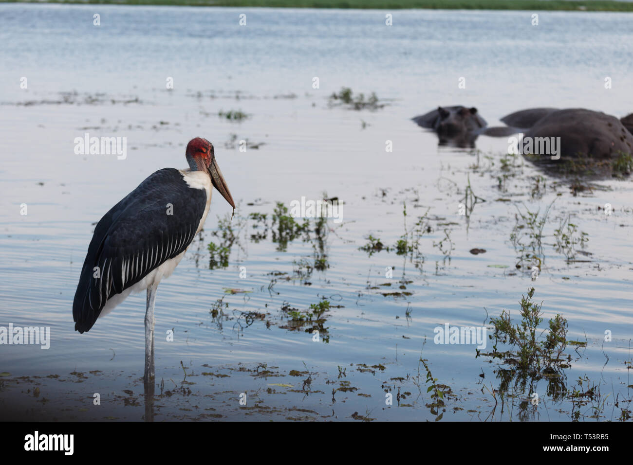 Primo piano della Grus carunculata, rosso intitolata wattled crane la pesca in acqua in piedi vicino a un gruppo di ippopotami,Hippopotamus amphibius, in acqua Foto Stock