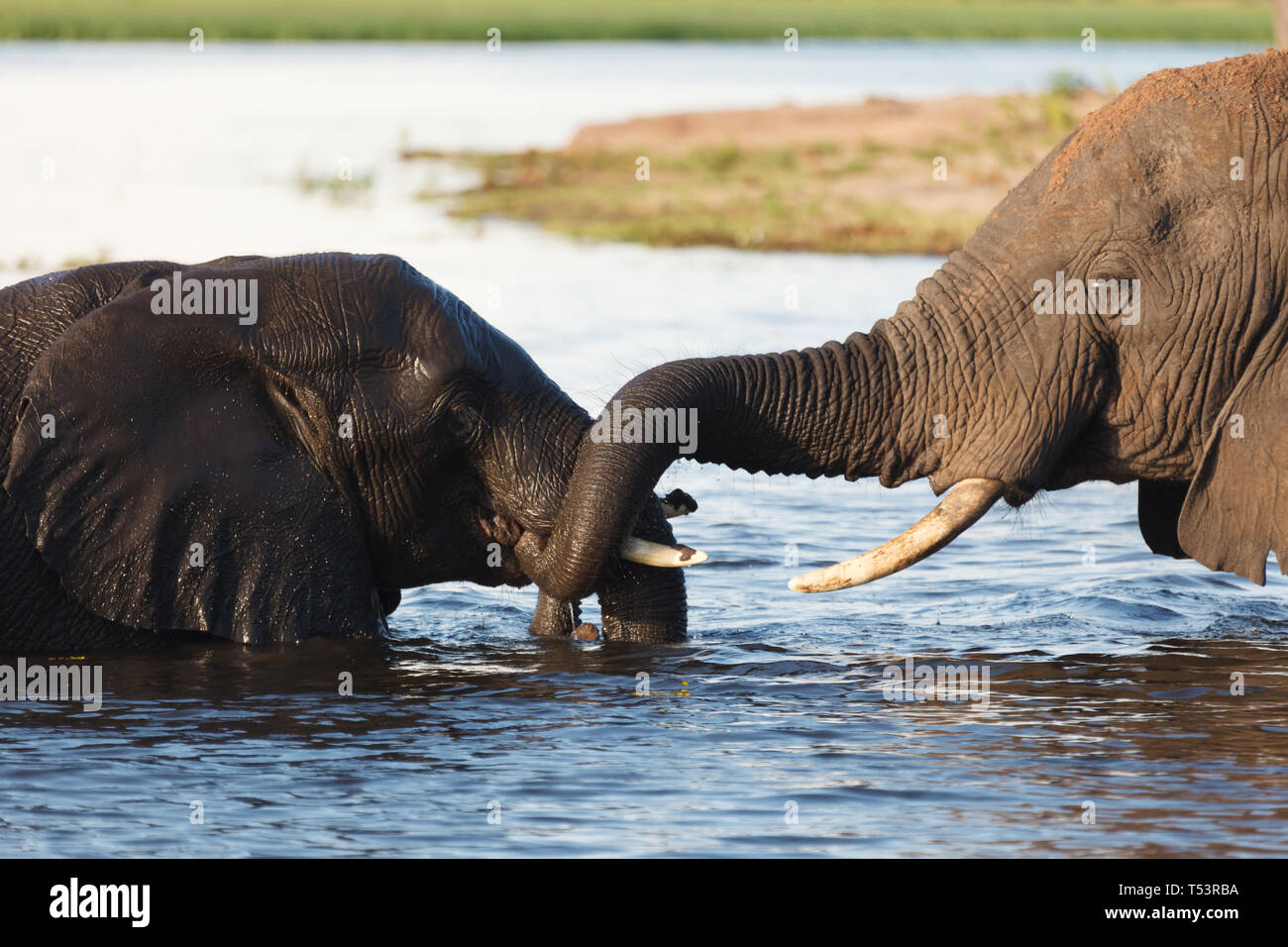 Primo piano della madre e bagnato baby elephant, Loxodonta africana, in piedi nel fiume Foto Stock