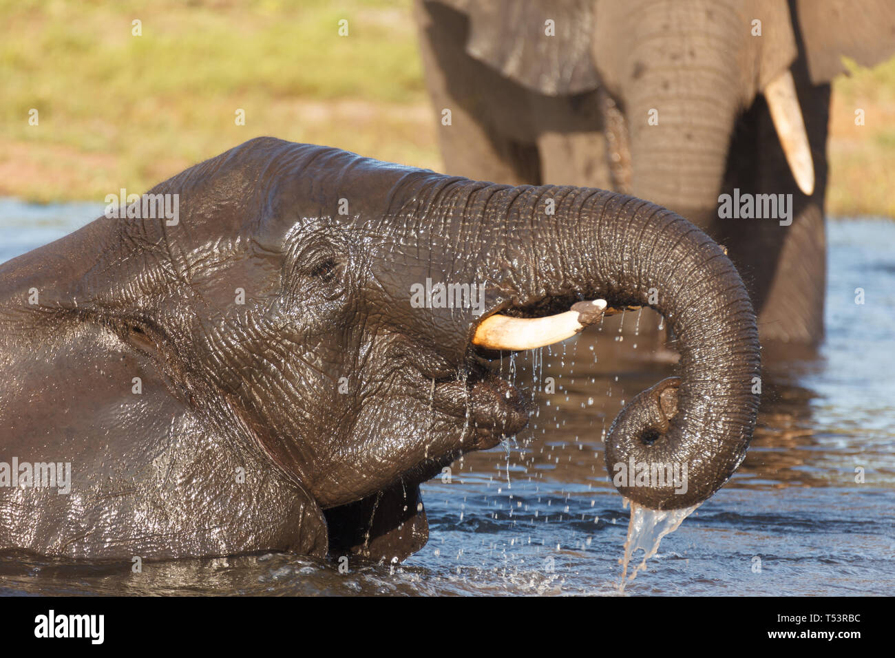 Primo piano della madre e bagnato baby elephant, Loxodonta africana, in piedi nel fiume Foto Stock
