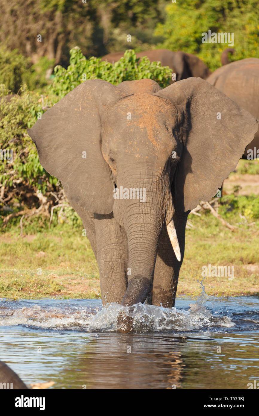 Ritratto di una madre elefante,Loxodonta africana, faccia permanente su in fiume Foto Stock