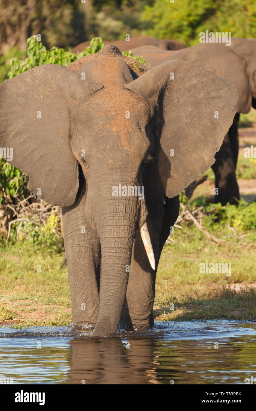 Ritratto di una madre di elefante, Loxodonta africana, faccia permanente su in fiume Foto Stock