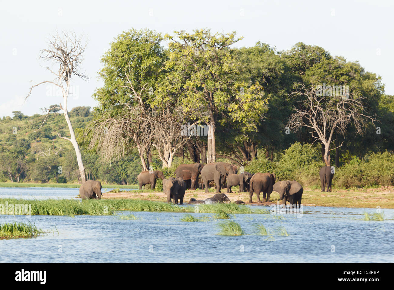 Branco di elefanti con giovani elefanti riposare a bordo di acqua Acqua potabile mentre alcuni asciugare vicino alla foresta, Loxodonta africana Foto Stock