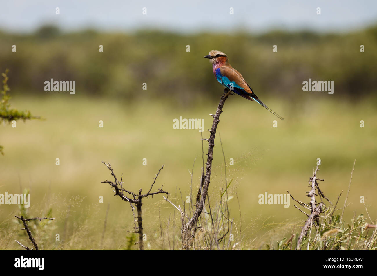 Primo piano della graziosa throated rosso carminio i gruccioni, Merops nubicoides, coracias seduta nella spazzola Foto Stock