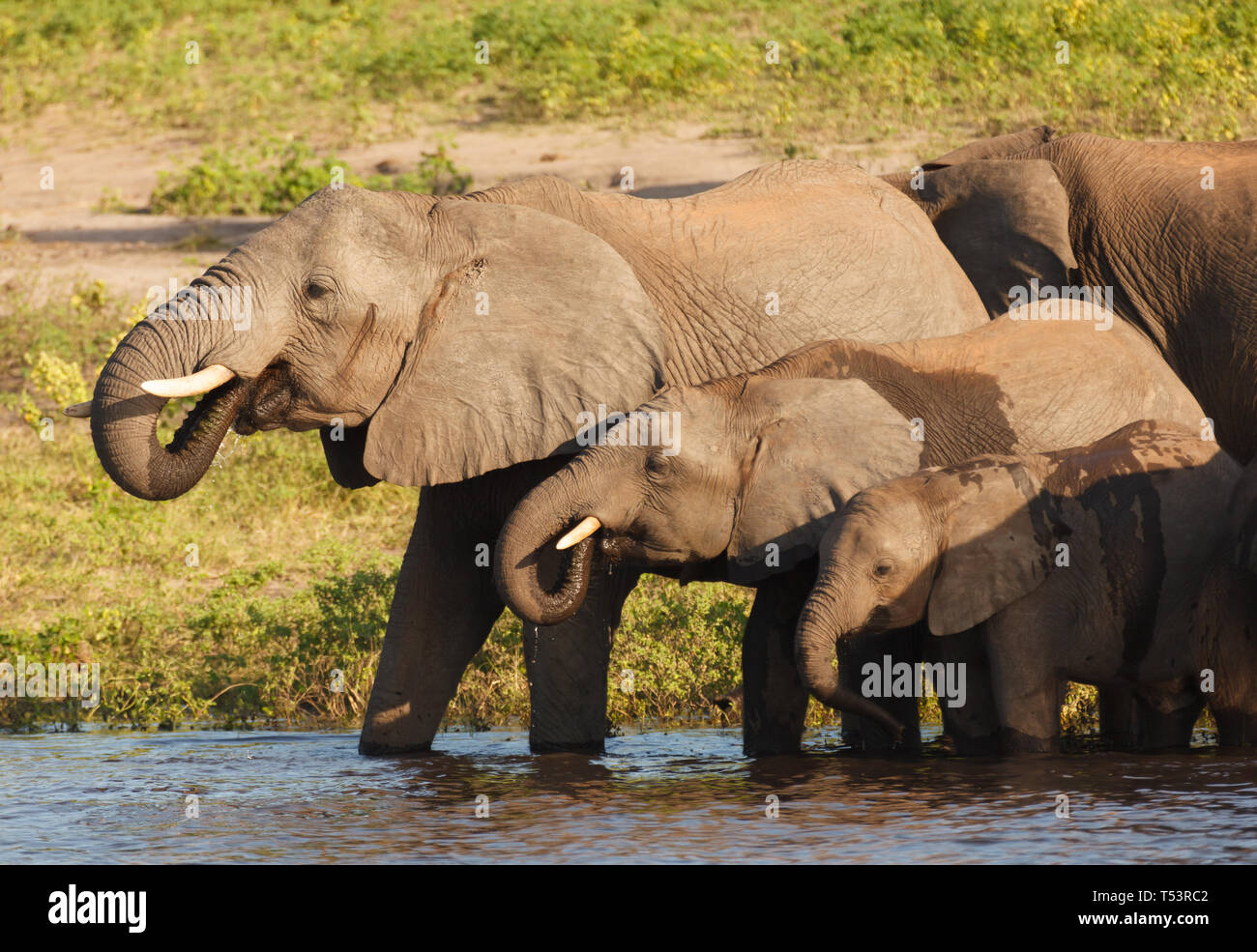 Il padre e la madre con due giovani elefanti stand in una fila a bordo di acqua acqua potabile, Loxodonta africana Foto Stock