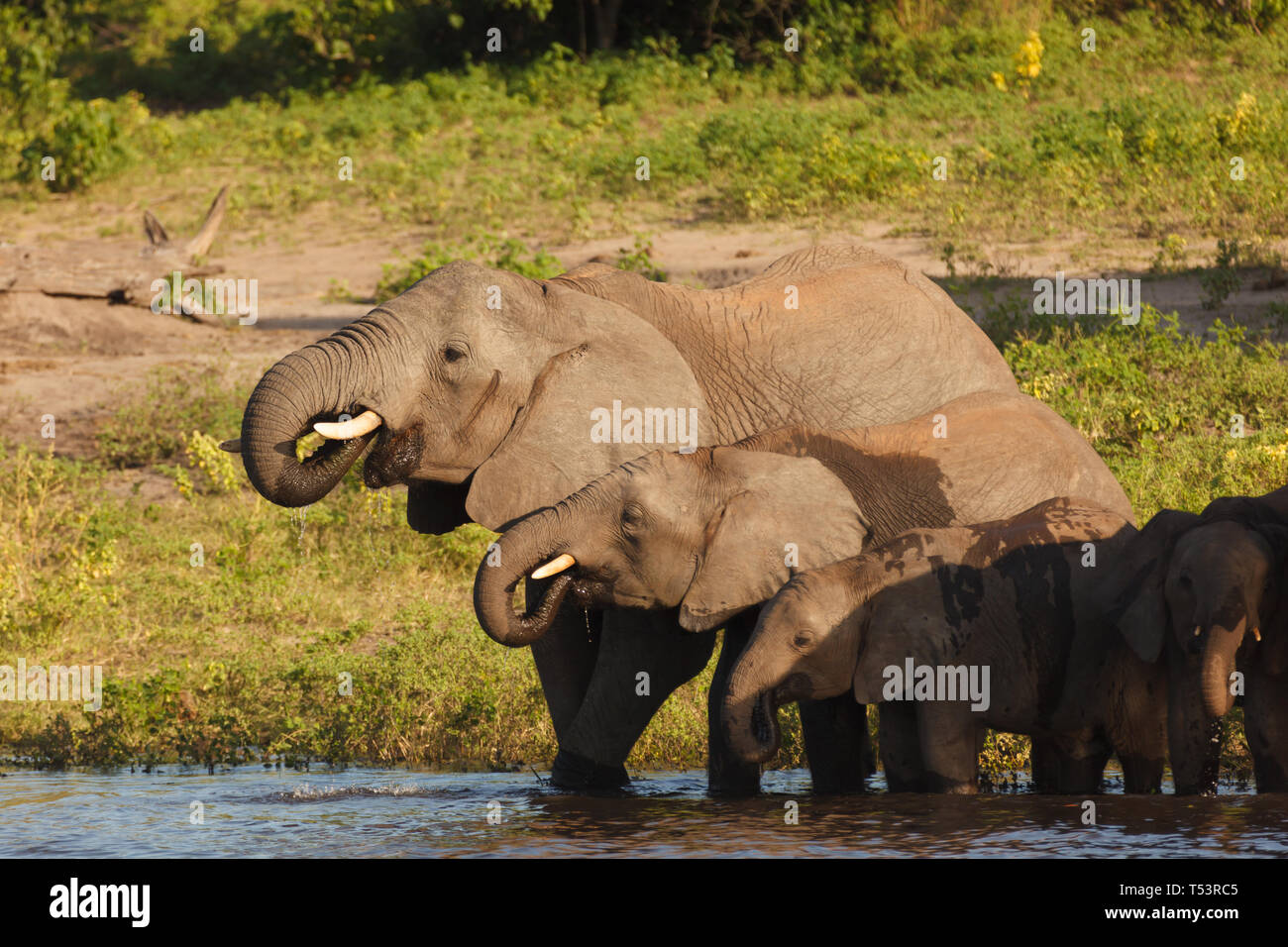 Madre con tre giovani elefanti stand in una fila a bordo di acqua acqua potabile, Loxodonta africana Foto Stock