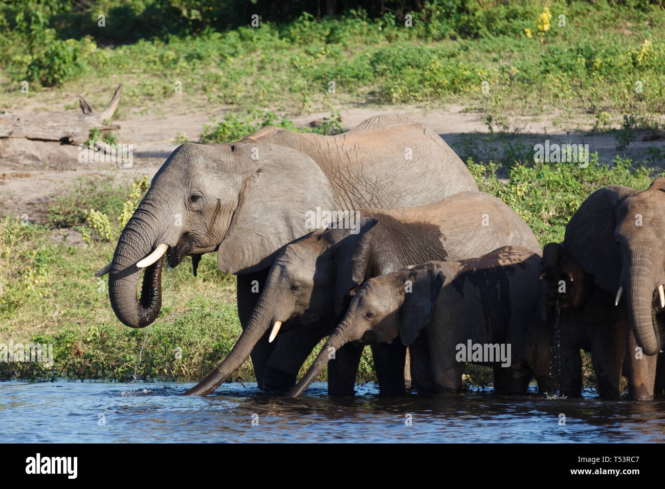 Madre con tre giovani elefanti riposare a bordo di acqua acqua potabile, Loxodonta africana, Foto Stock