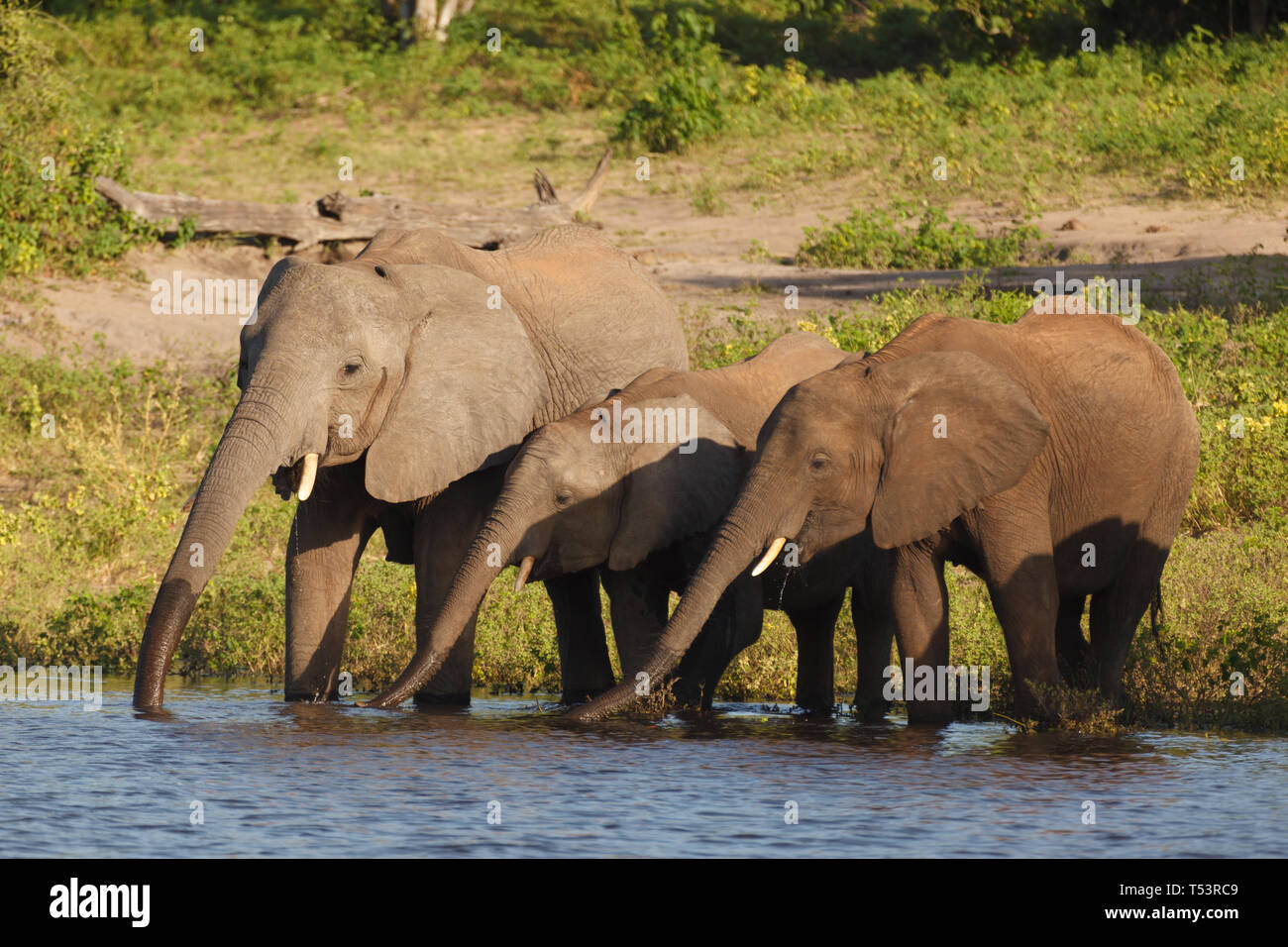 Madre con due giovani elefanti riposare a bordo di acqua acqua potabile, Loxodonta africana, Foto Stock