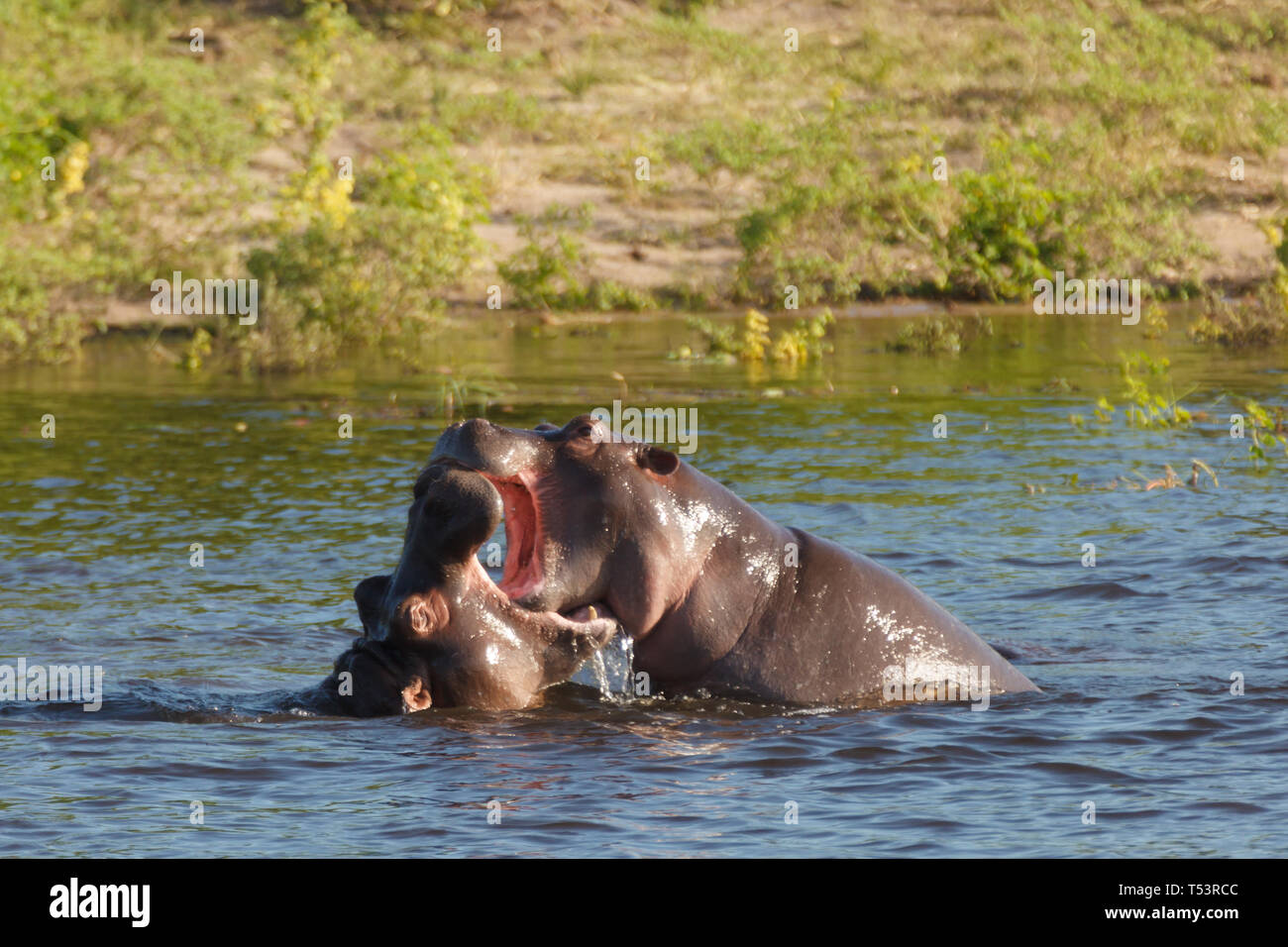 Primo piano di due hippos, Hippopotamus amphibius, con bocche aperte di giocare o di combattimenti in fiume Foto Stock