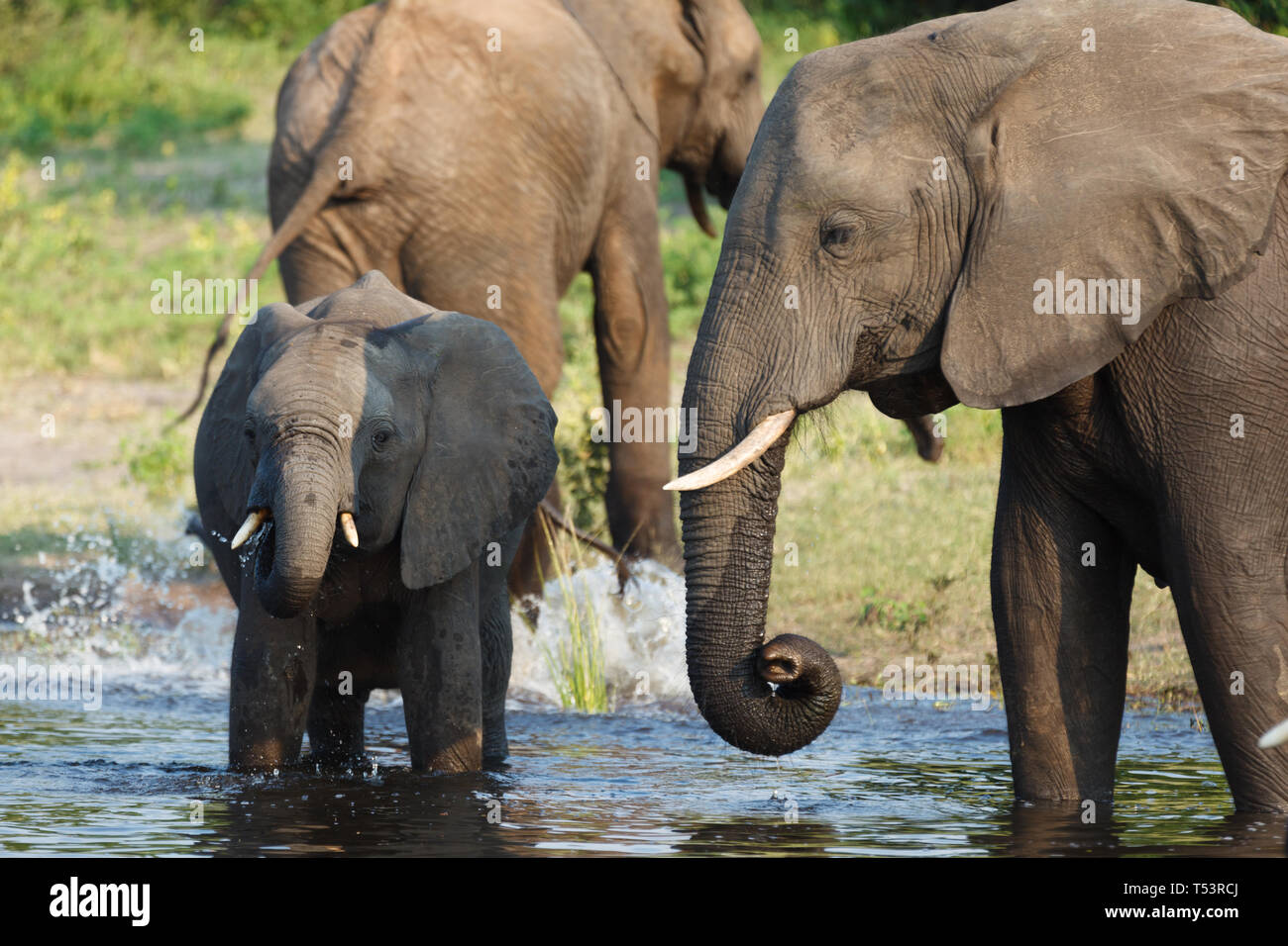 Primo piano di una famiglia di elefanti,Loxodonta africana, nel fiume di bere compreso un bambino Foto Stock