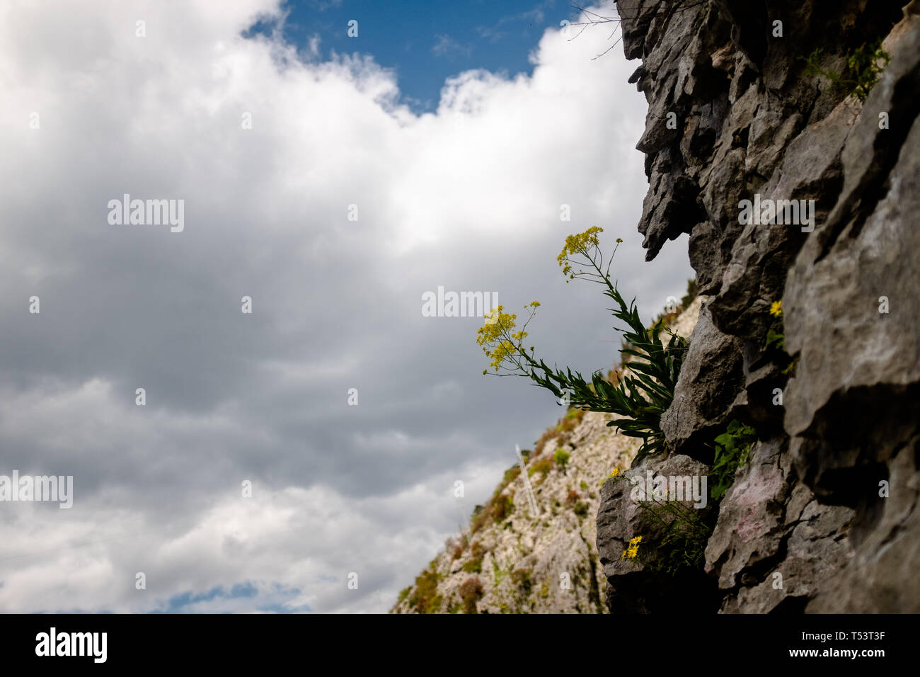 La crescita di fiori nella fessura della collina della roccia. Foto Stock