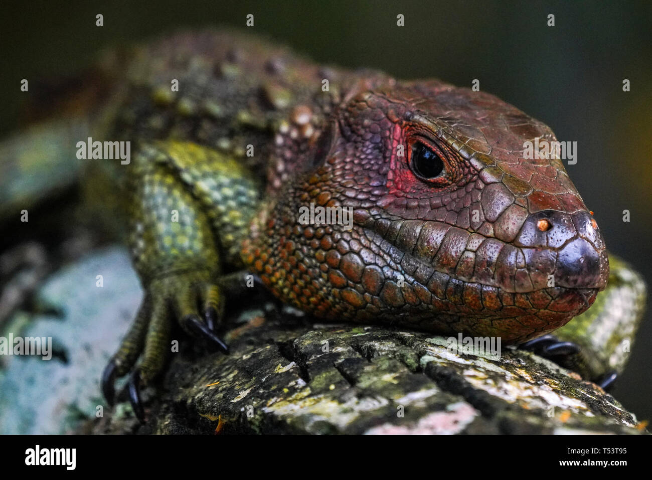 Caimano settentrionale Lizard, Dracaena guianensis Foto Stock