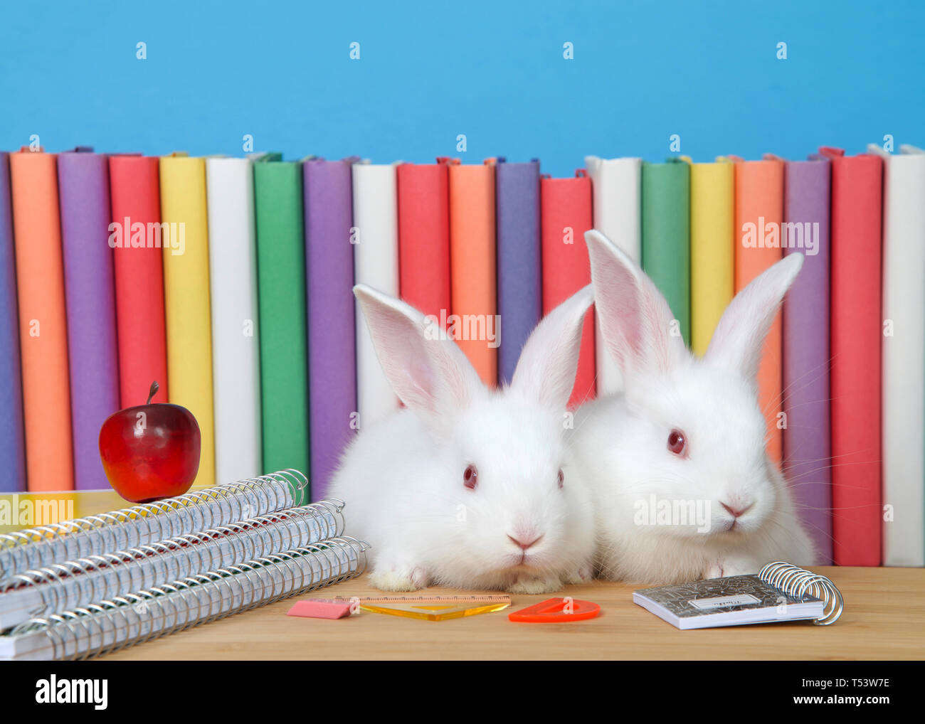 Due adorabili albino bianchi baby bunny conigli seduti ad una scrivania in legno con rilegatura a spirale notebook, forniture di matematica e una piccola mela rossa, colorata storia bo Foto Stock