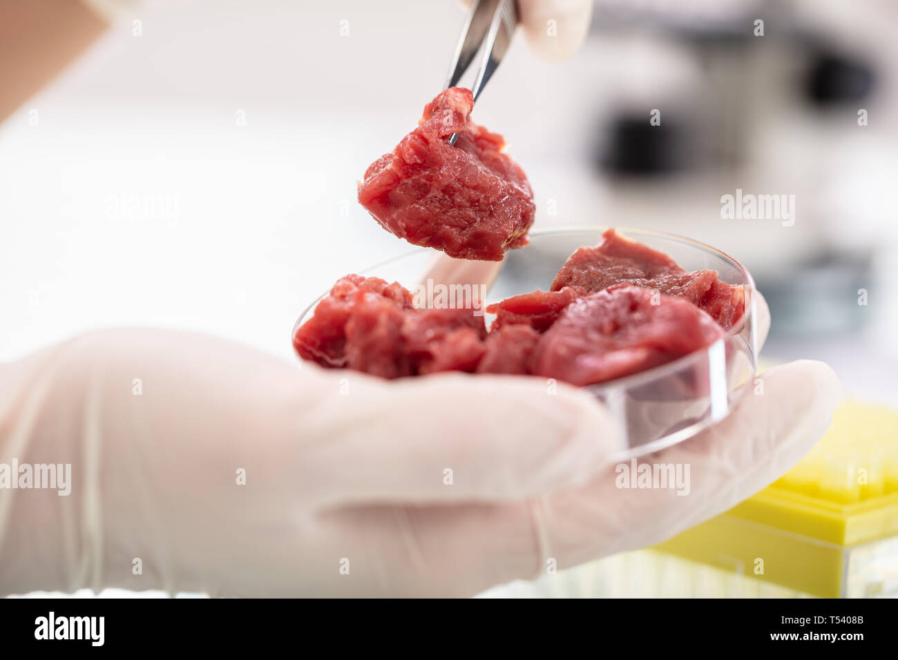 Close-up di ricercatore di ispezione campione di carne in laboratorio Foto Stock