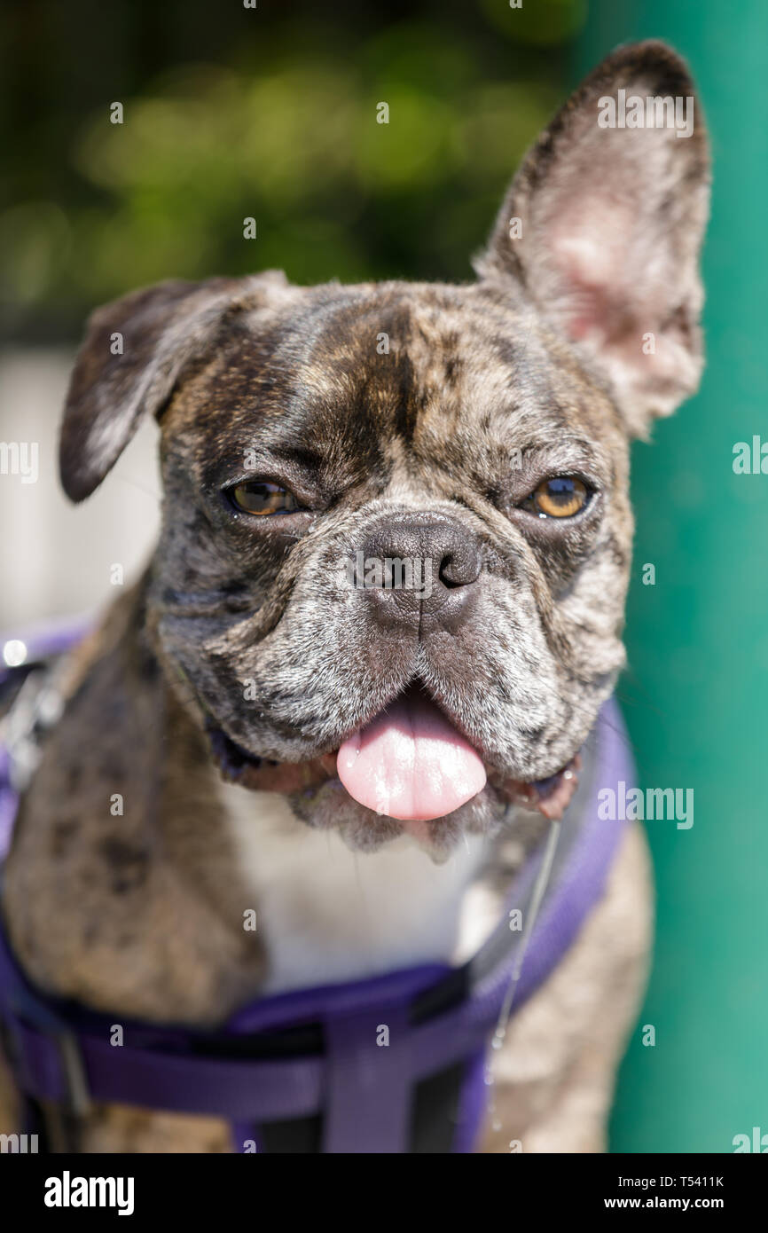 Brindle un francese cucciolo maschio testa con un orecchio fino e un orecchio verso il basso. Foto Stock