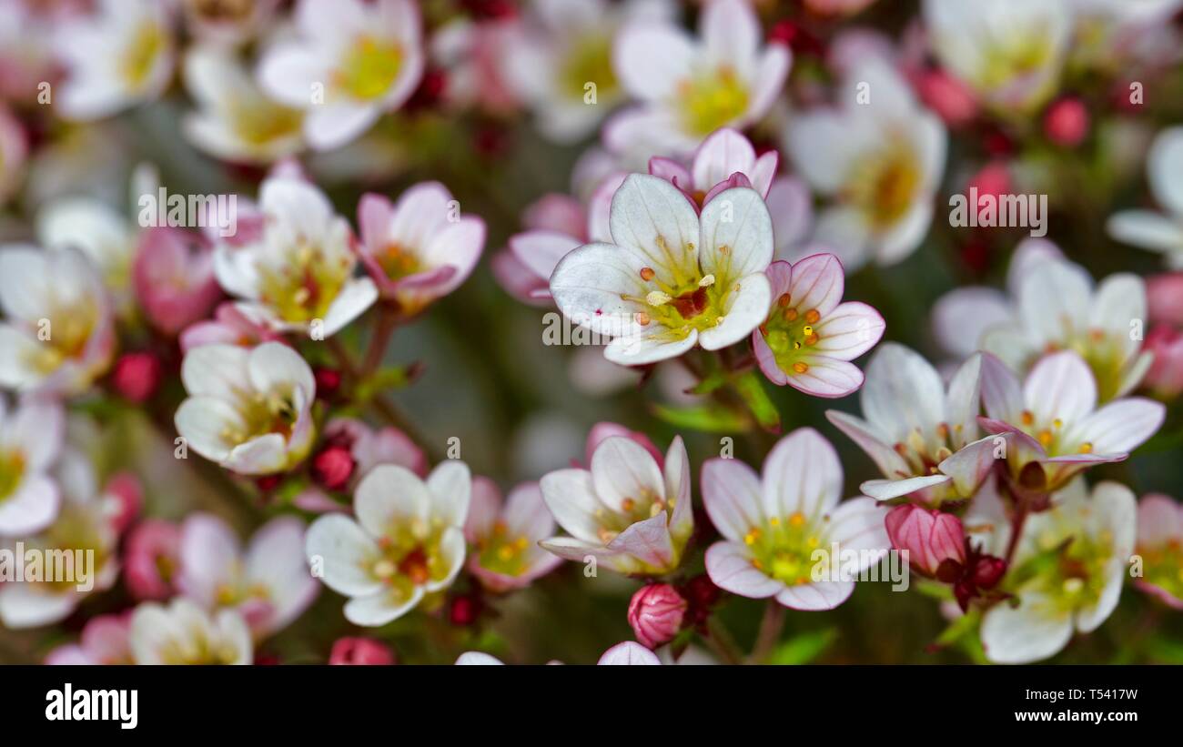 Saxifraga 'Apple Blossom' Foto Stock