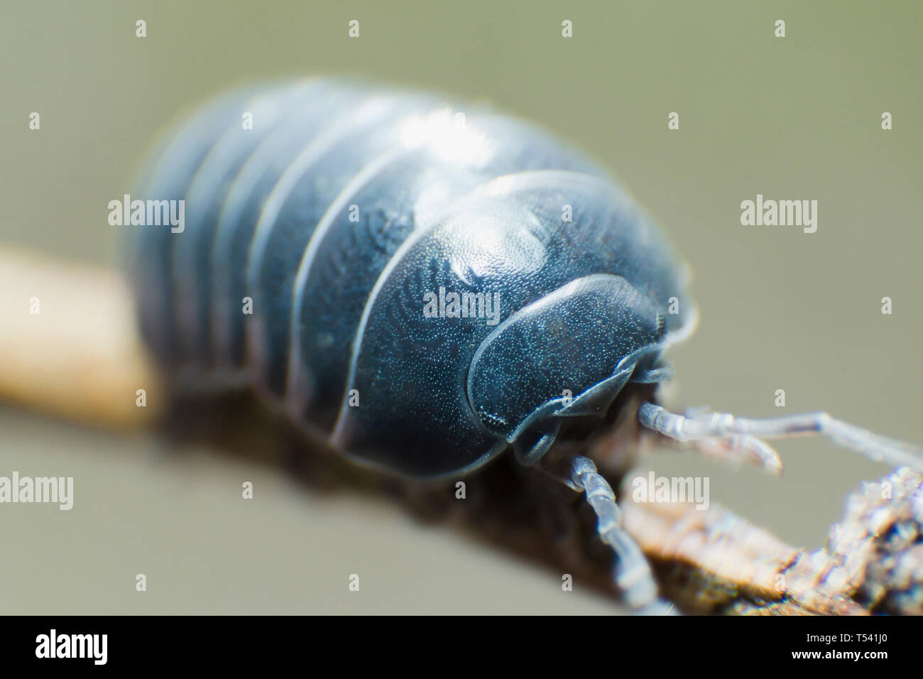 Bug pillola Armadillidium vulgare strisciare sul ramo sfondo grigio vista laterale Foto Stock