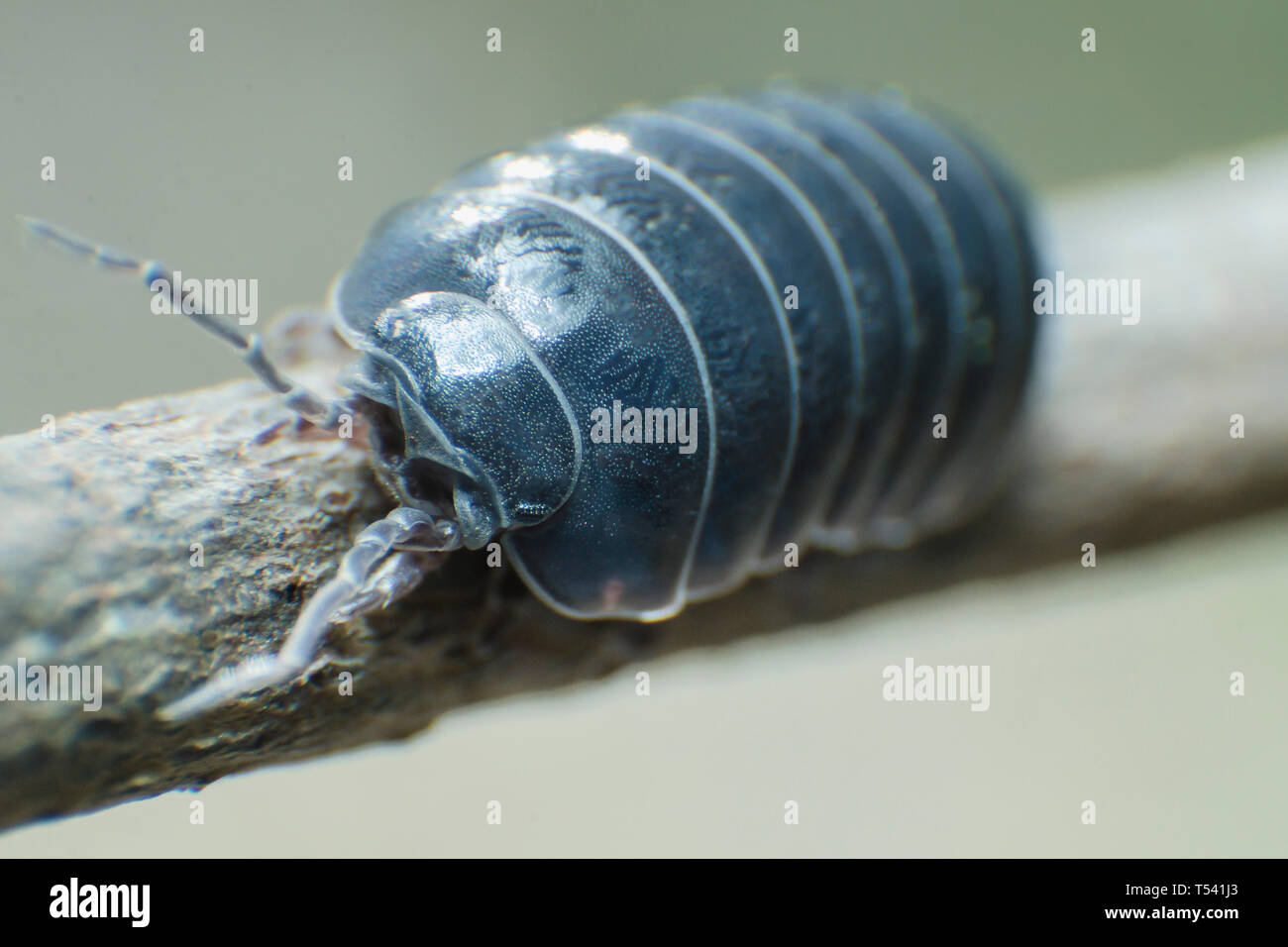 Bug pillola Armadillidium vulgare strisciare sul ramo sfondo grigio vista frontale Foto Stock