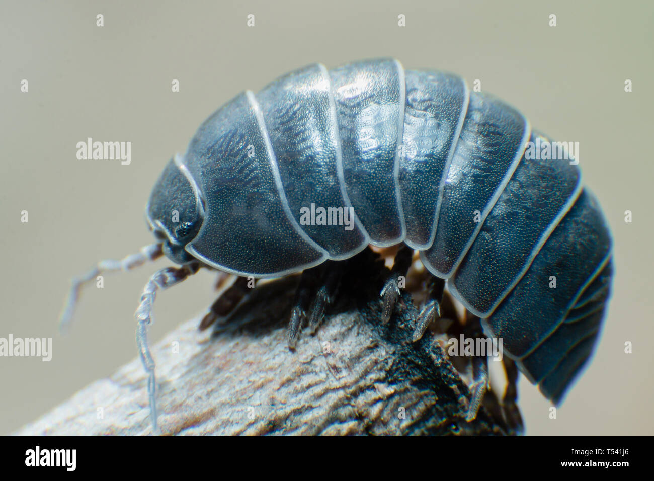 Bug pillola Armadillidium vulgare strisciare sul ramo sfondo grigio vista laterale Foto Stock